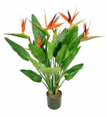 Strelitzia paradijsvogelbloem 100 cm